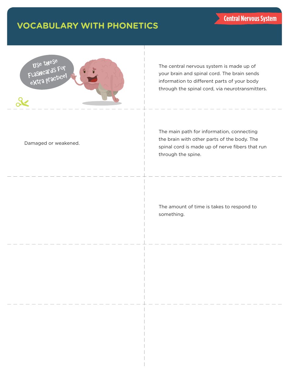 Vocabulary With Phonetics Flashcards - Central Nervous System, Page 2