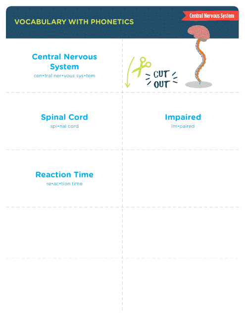 Vocabulary With Phonetics Flashcards - Central Nervous System