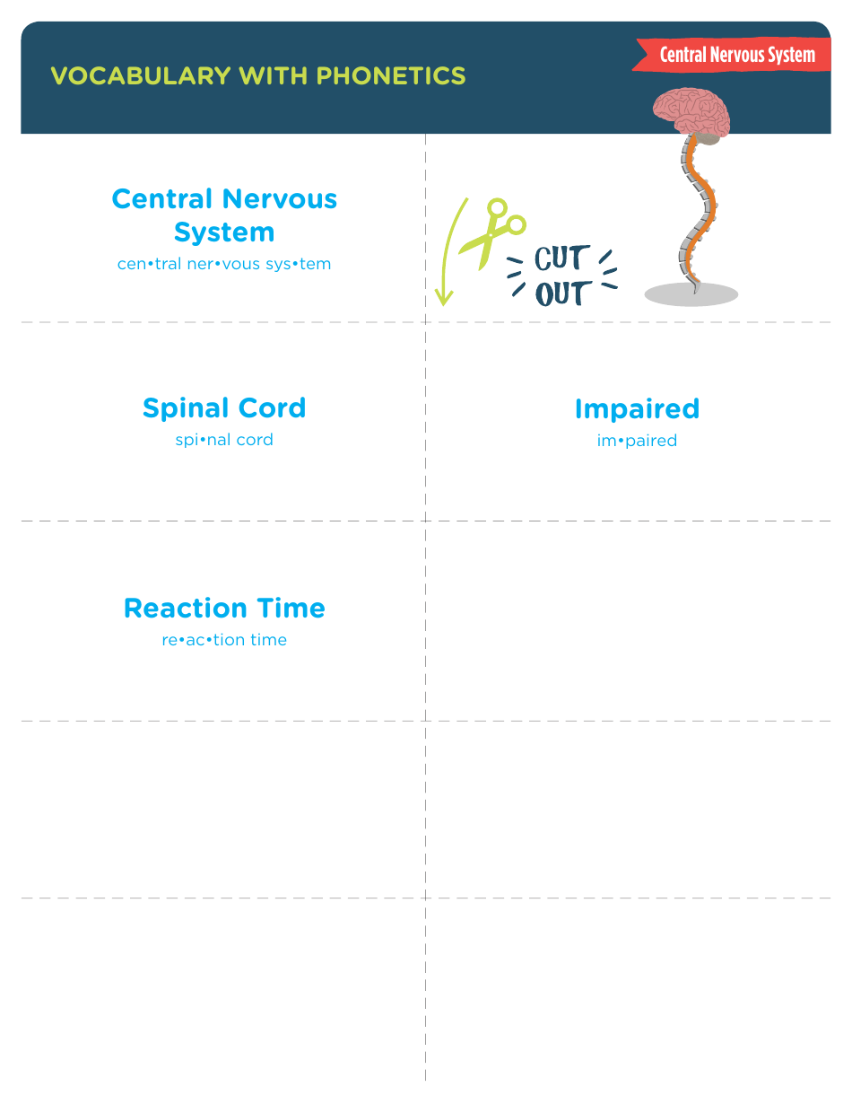 Vocabulary With Phonetics Flashcards - Central Nervous System Download ...