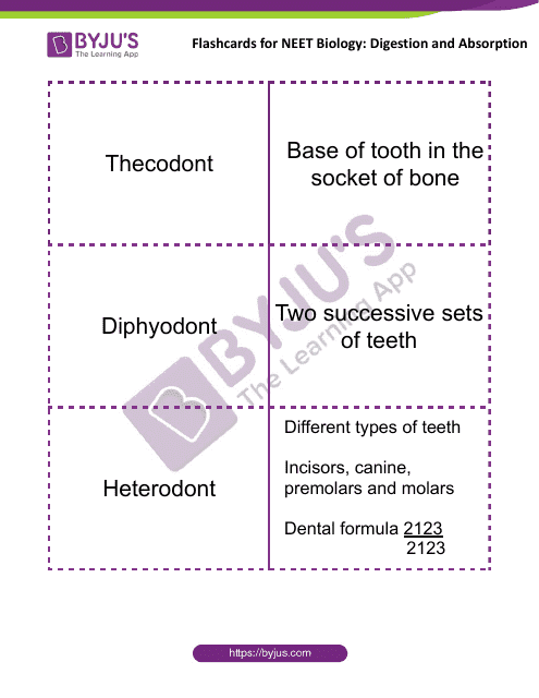 Neet Biology Flashcards - Digestion and Absorption Download Pdf