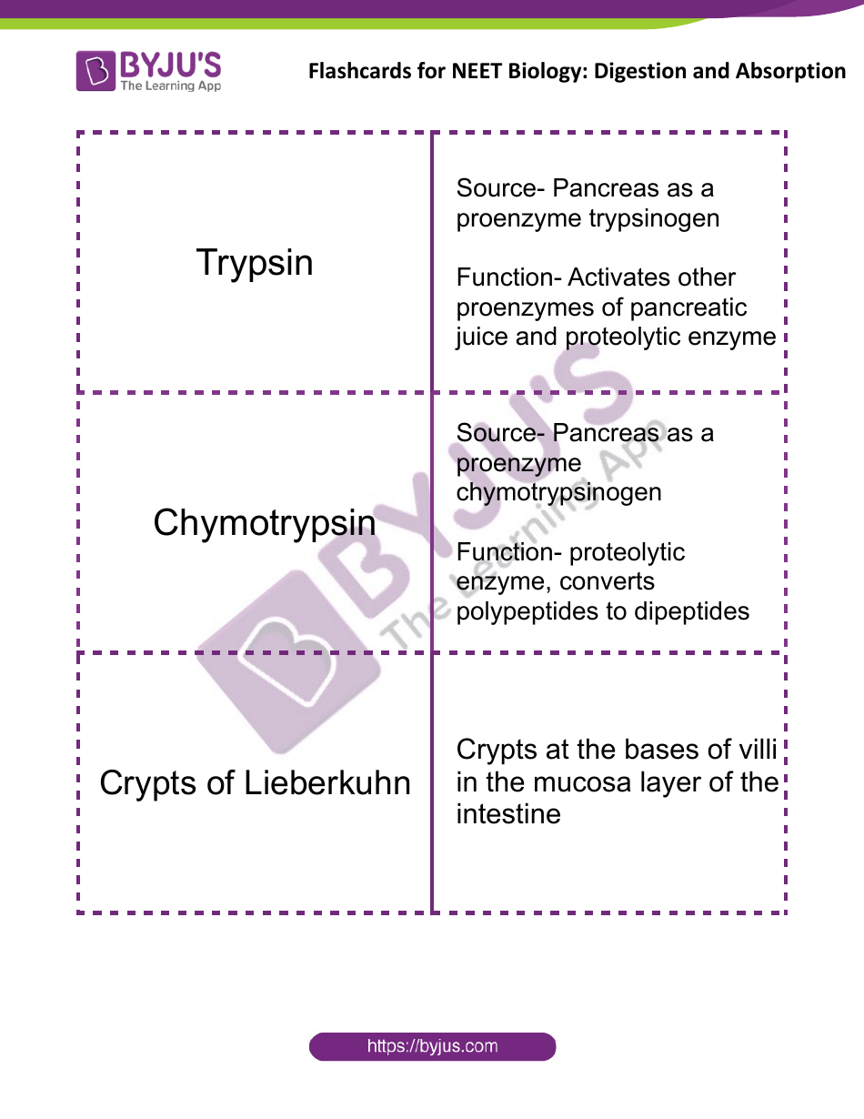 Neet Biology Flashcards - Digestion and Absorption, Page 10
