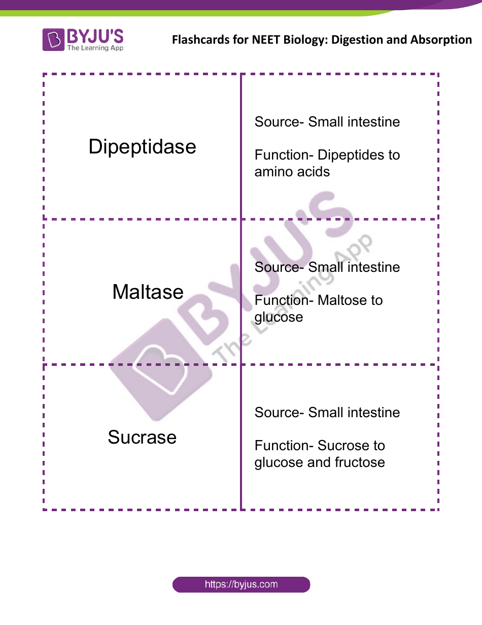 Neet Biology Flashcards - Digestion and Absorption, Page 13