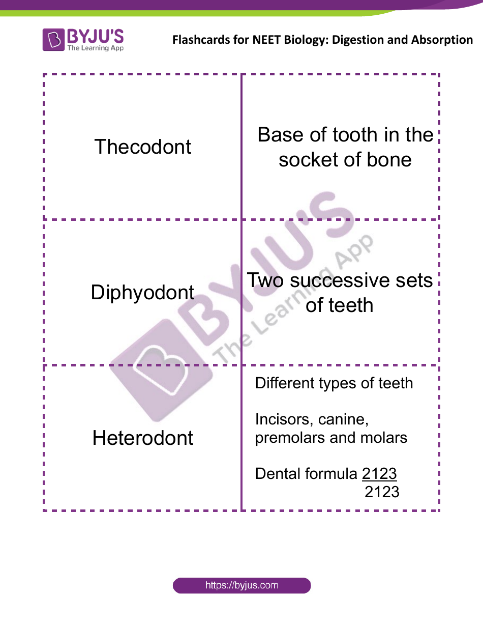 Neet Biology Flashcards - Digestion and Absorption, Page 1