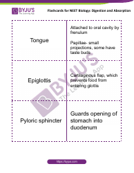 Neet Biology Flashcards - Digestion and Absorption, Page 2