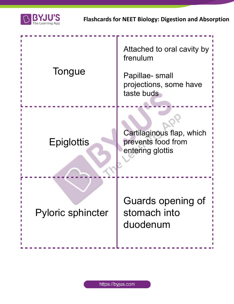 Neet Biology Flashcards - Digestion and Absorption, Page 2