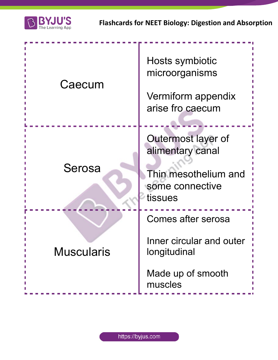 Neet Biology Flashcards - Digestion and Absorption, Page 3