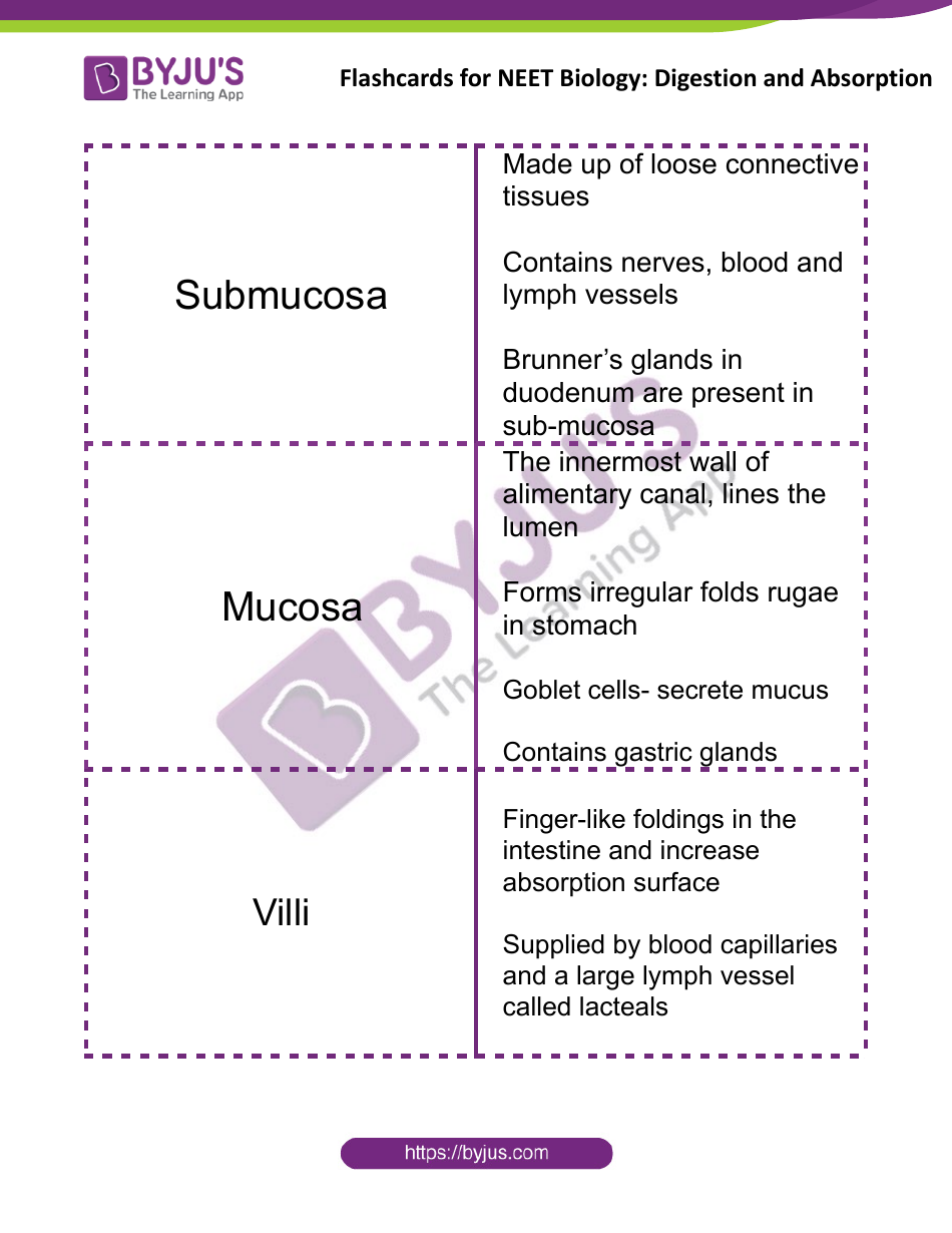 Neet Biology Flashcards - Digestion and Absorption, Page 4