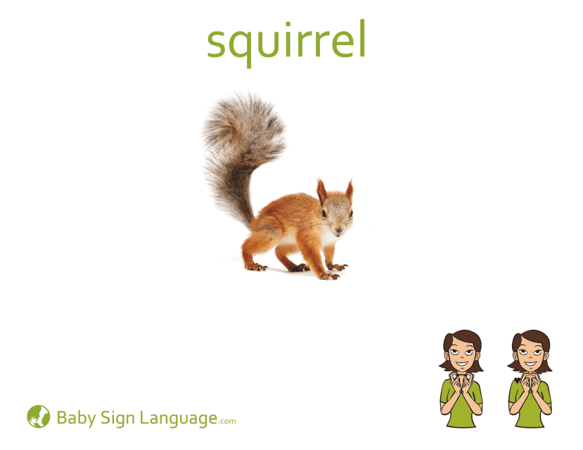 Baby Sign Language Flashcard - Squirrel
