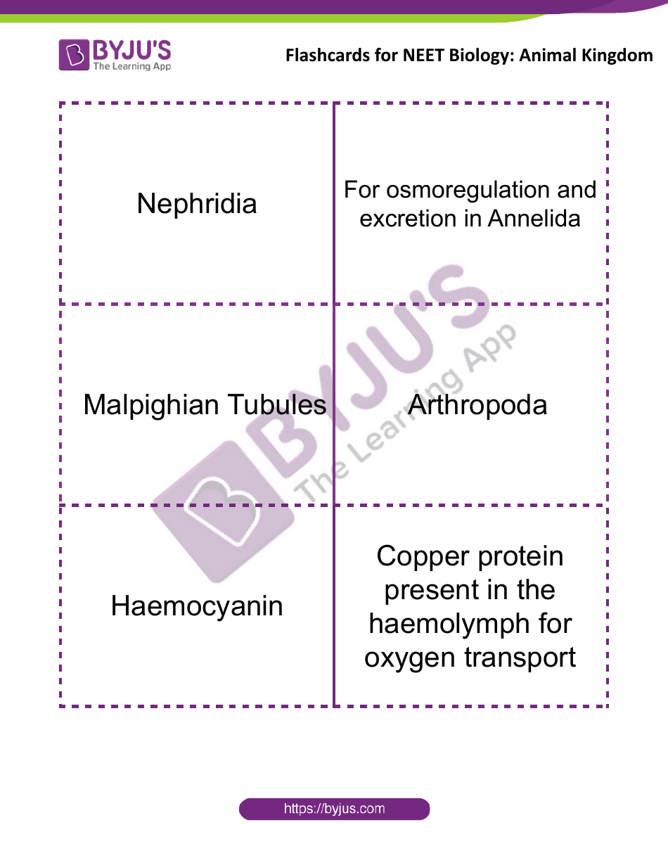 Neet Biology Flashcards - Animal Kingdom, Page 4