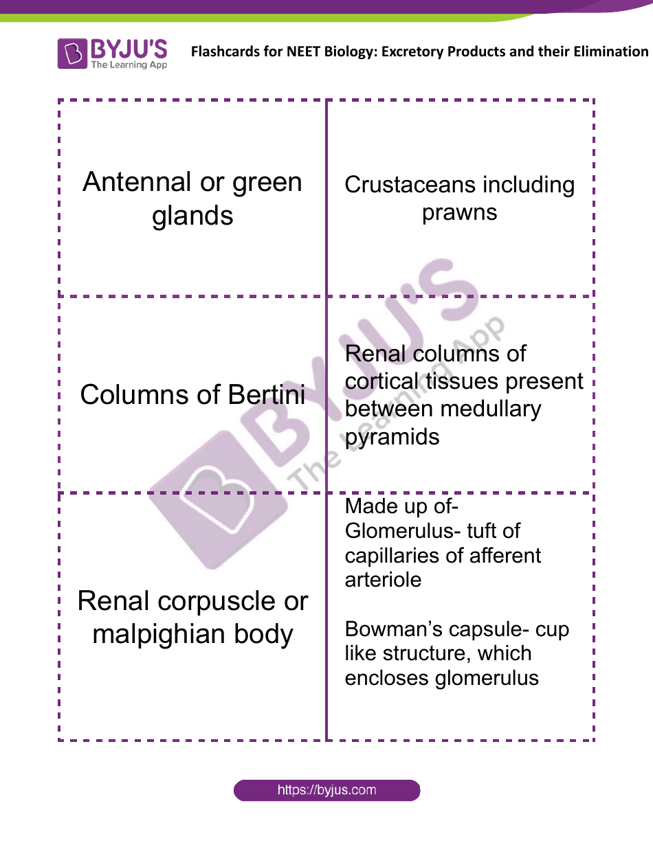Neet Biology Flashcards - Excretory Products and Their Elimination, Page 3