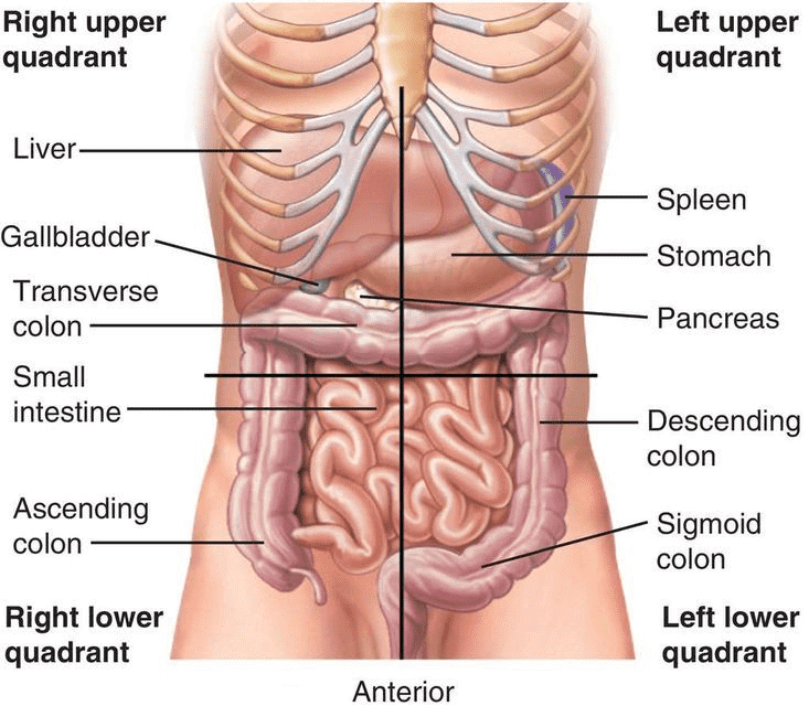 Abdominal Pain Chart Template - Anterior