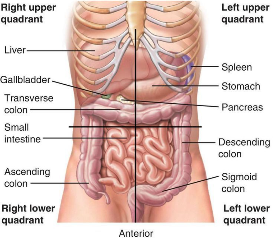 Abdominal Pain Chart Template - Anterior Download Printable PDF ...