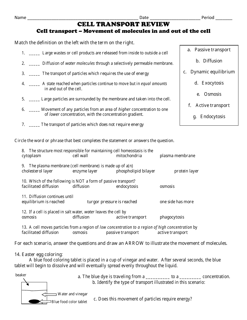 Cell Transport Biology Worksheet Download Printable PDF Inside Cellular Transport Worksheet Answer Key