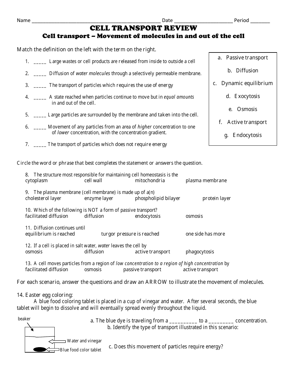 A colorful biology worksheet about cell transport