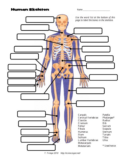 Human Skeleton Chart Template - the Science Spot, T. Trimpe 2010