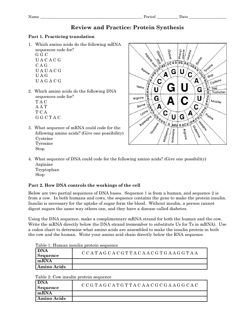 Review And Practice Protein Synthesis Worksheet Grade 12th