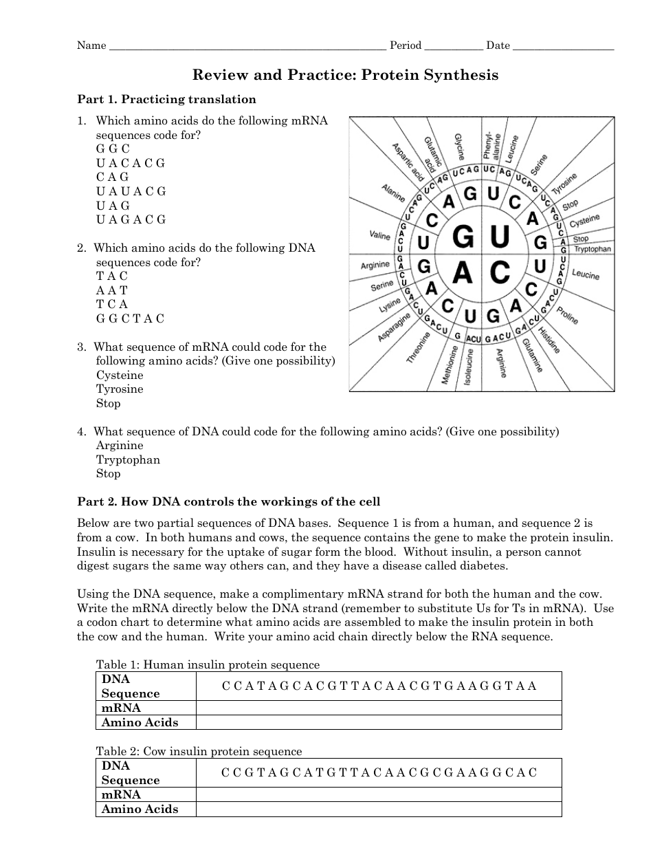 Review and Practice: Protein Synthesis Worksheet - Grade 20th Within Protein Synthesis Practice Worksheet