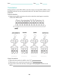 Ribosomes and Protein Synthesis Worksheet - 12-th Grade, Toms River High East School, Page 4